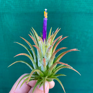 Tillandsia - ionantha 'Bravo'