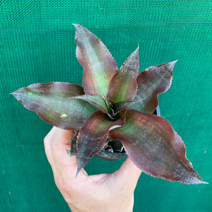 Cryptanthus - Kakadu