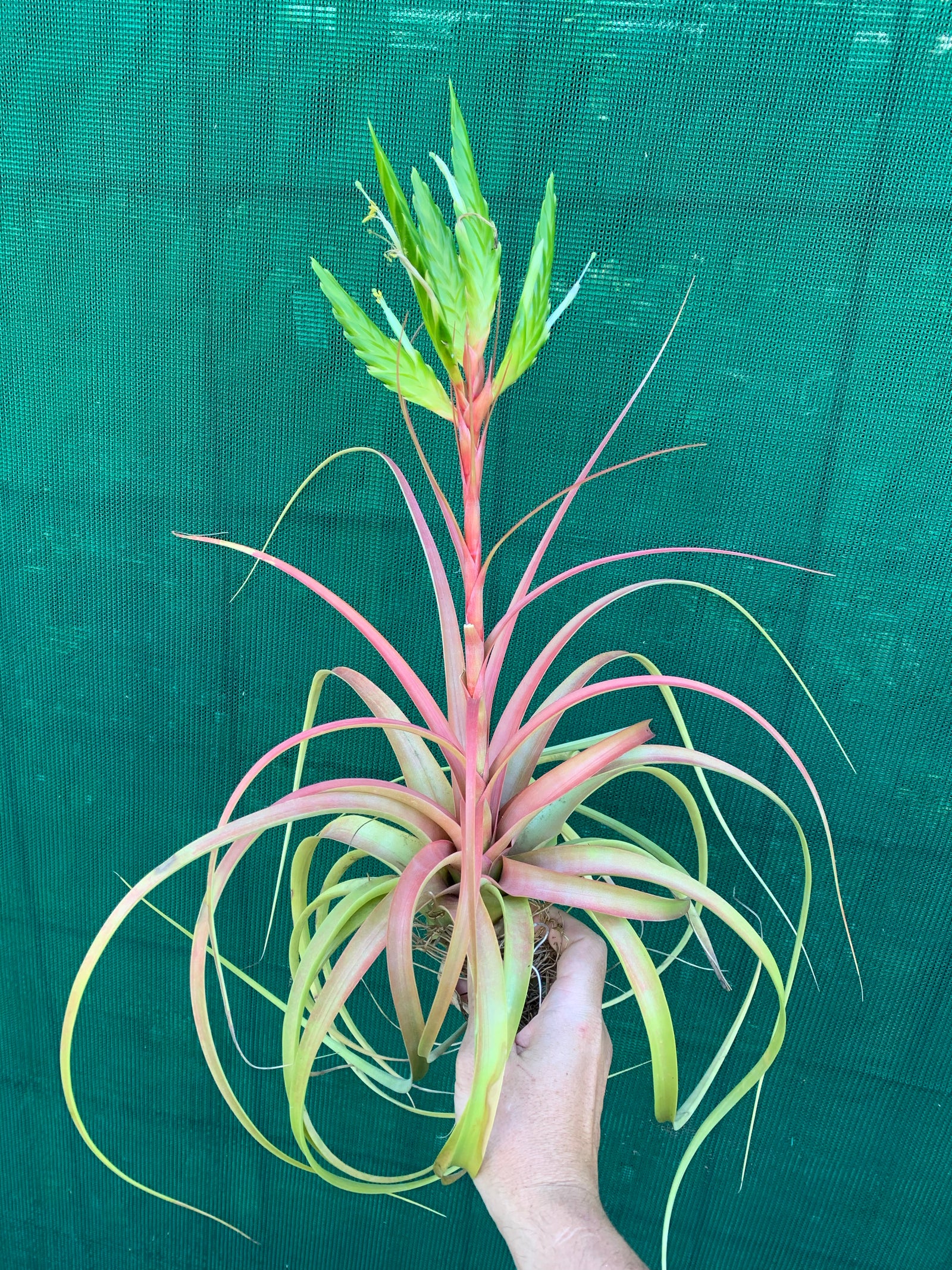 Tillandsia - rothii