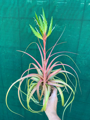 Tillandsia - Rothii