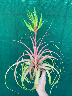 Tillandsia - rothii NEW