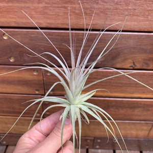 Tillandsia - gardneri (Wholesale)