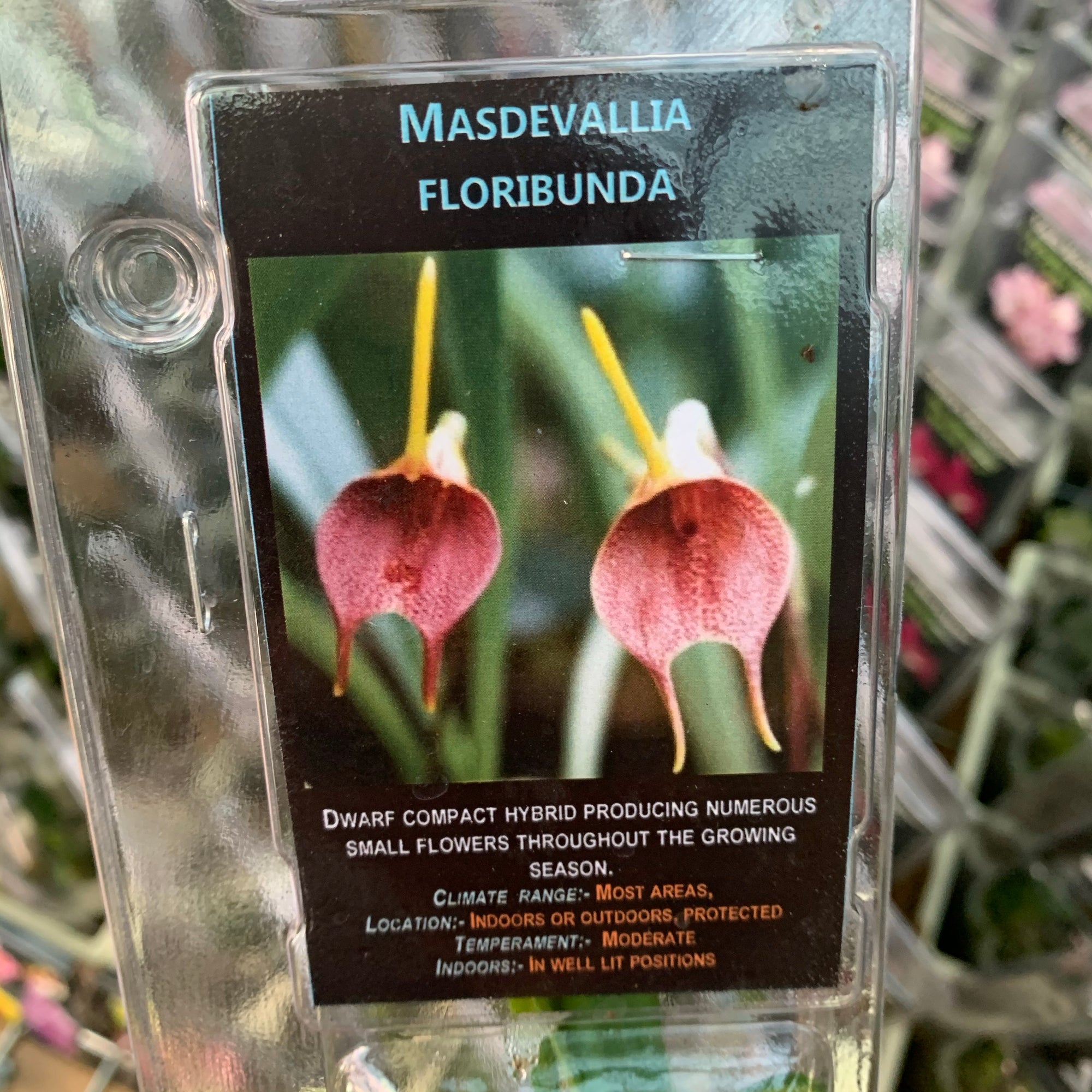 Orchid - Masdevallia ‘Floribunda’