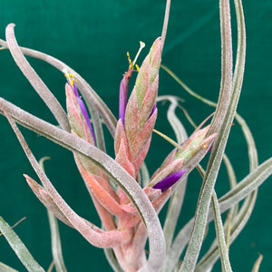 Tillandsia - Ty