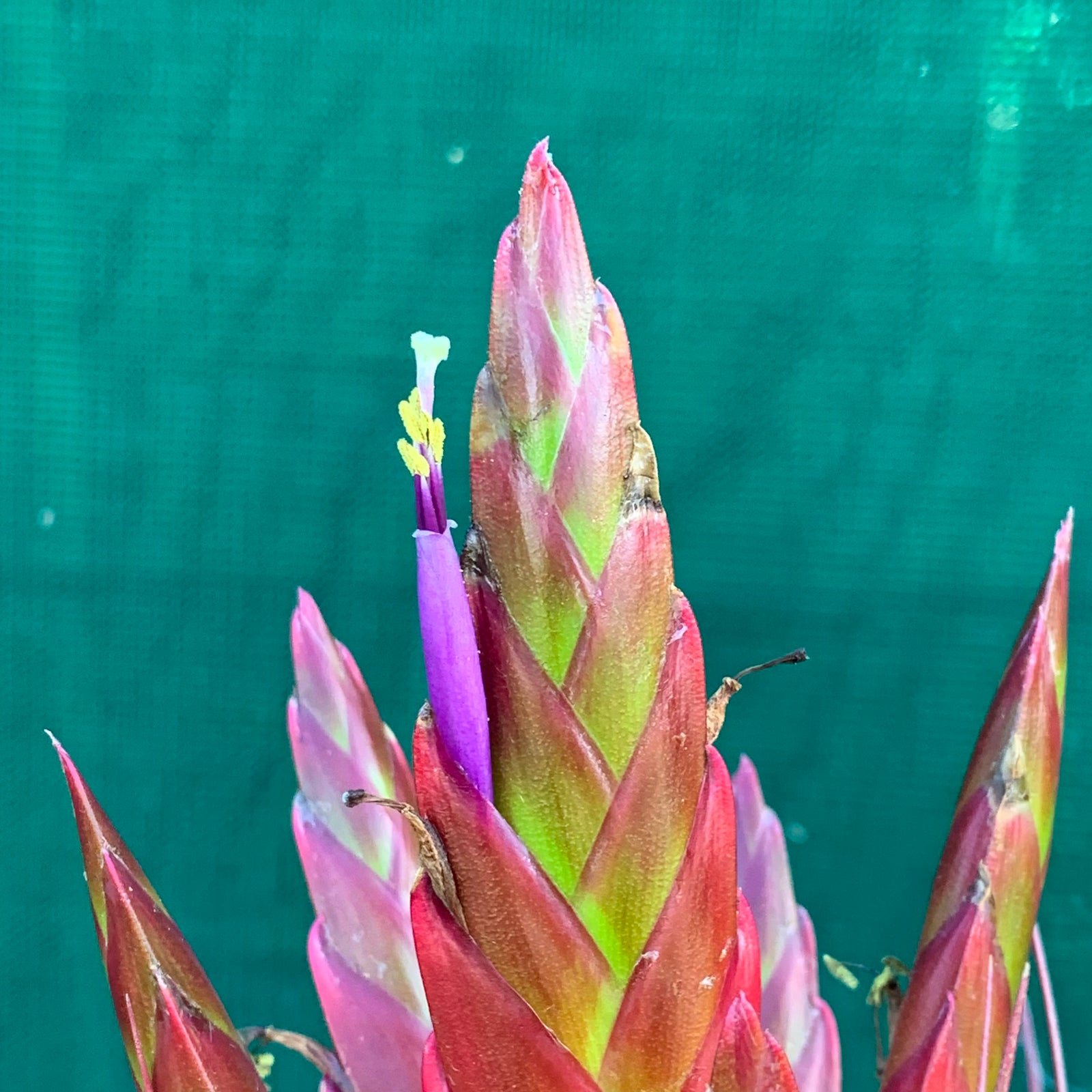 Tillandsia - Dimmitt’s Talent