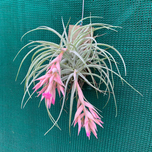 Tillandsia - Pink Sugar ex. DD