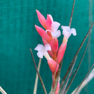 Tillandsia - tenuifolia 'Frosted Purple' ex. PT