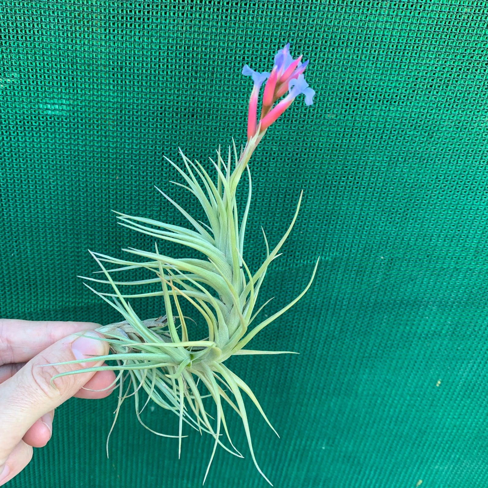 Tillandsia - tenuifolia 'Arturo Isley' ex. JO