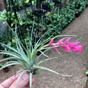 Tillandsia - stricta 'Bak' ex. CC