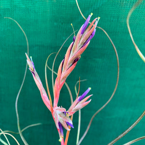 Tillandsia - butzii x bulbosa