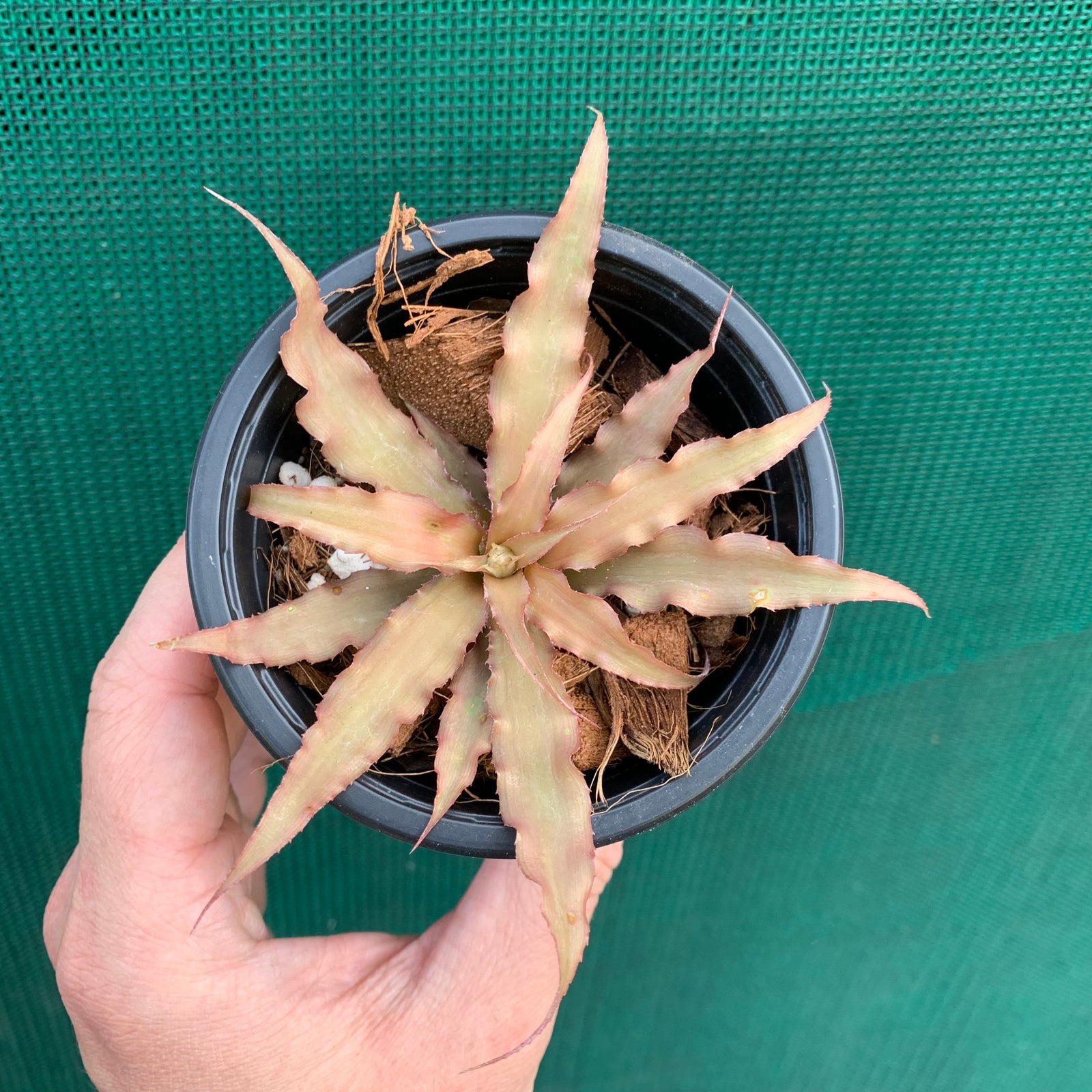 Cryptanthus - Acaulis var. Ruber