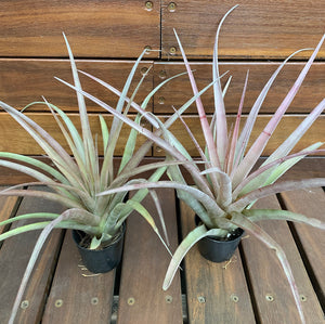 Tillandsia - capitata Yellow x capitata Marron ex. OM
