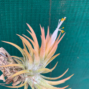 Tillandsia - ionantha ‘Pink Champagne’