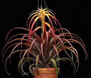 Tillandsia - capitata ‘Marron’ ex. PT
