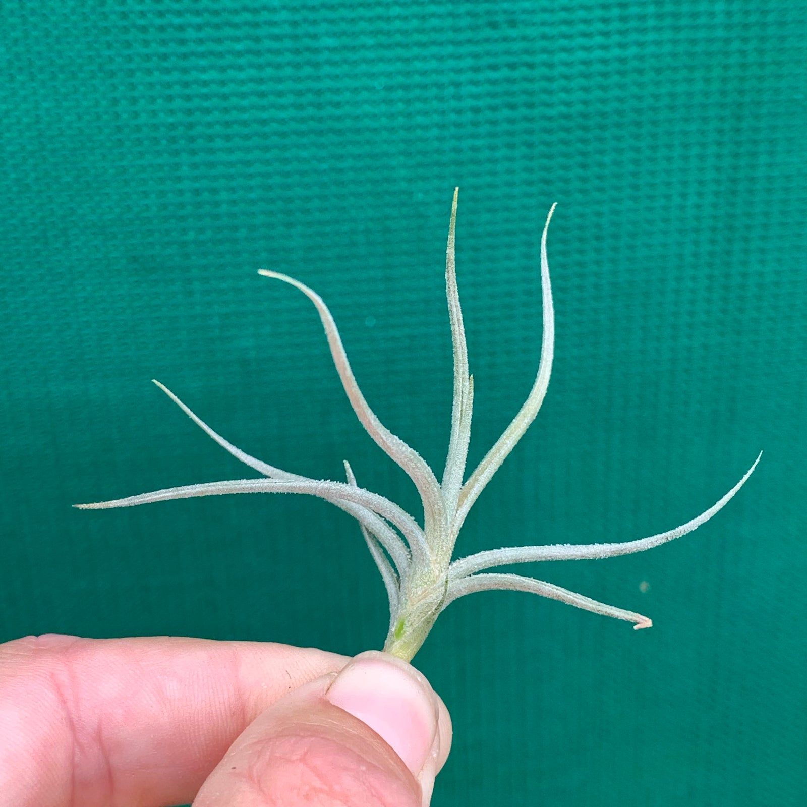 Tillandsia - Grey Power ex. JO
