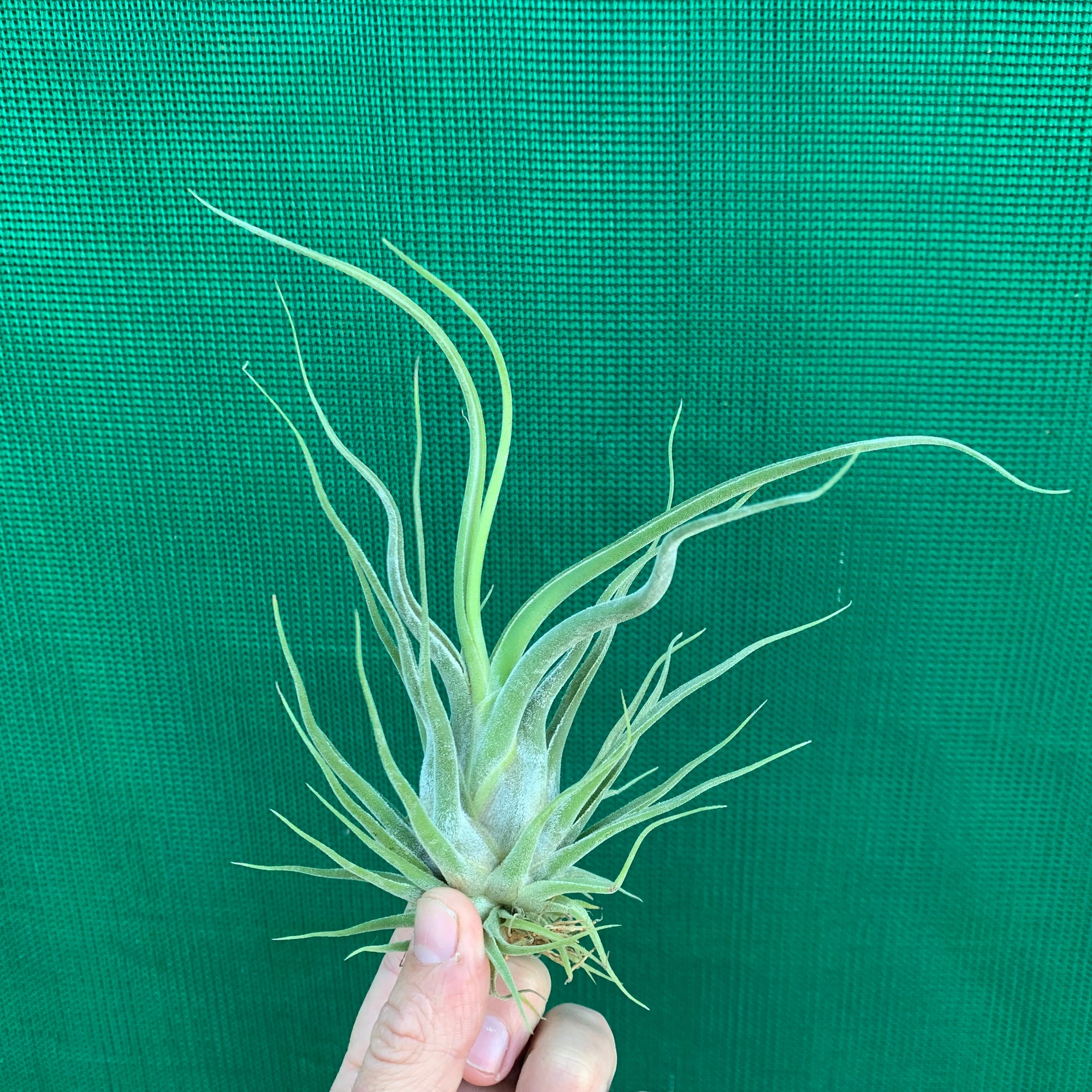 Tillandsia - caput-medusae