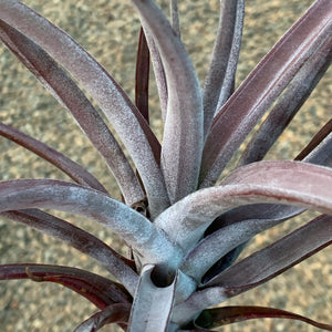 Tillandsia - Novakii ex. PT