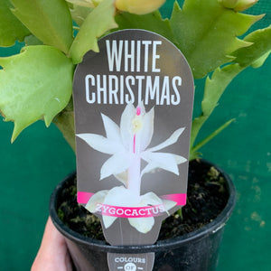 Zygocactus White Christmas