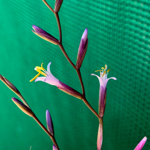 Tillandsia - filifolia