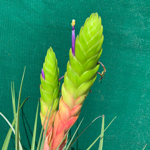 Tillandsia - jaliscomonticola