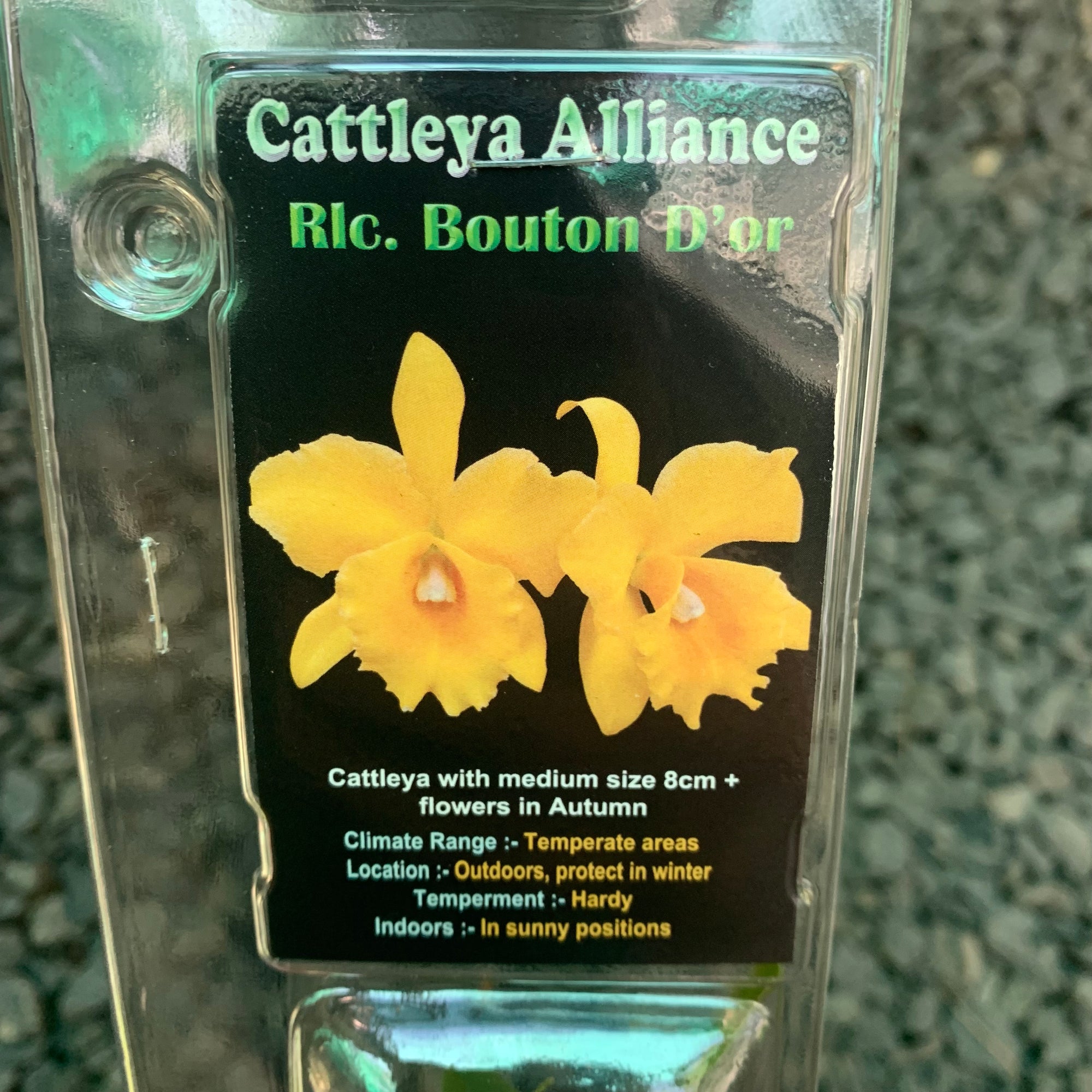 Orchid - Cattleya Alliance ‘Rlc. Boulton D’or