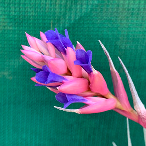 Tillandsia - Purple Gem