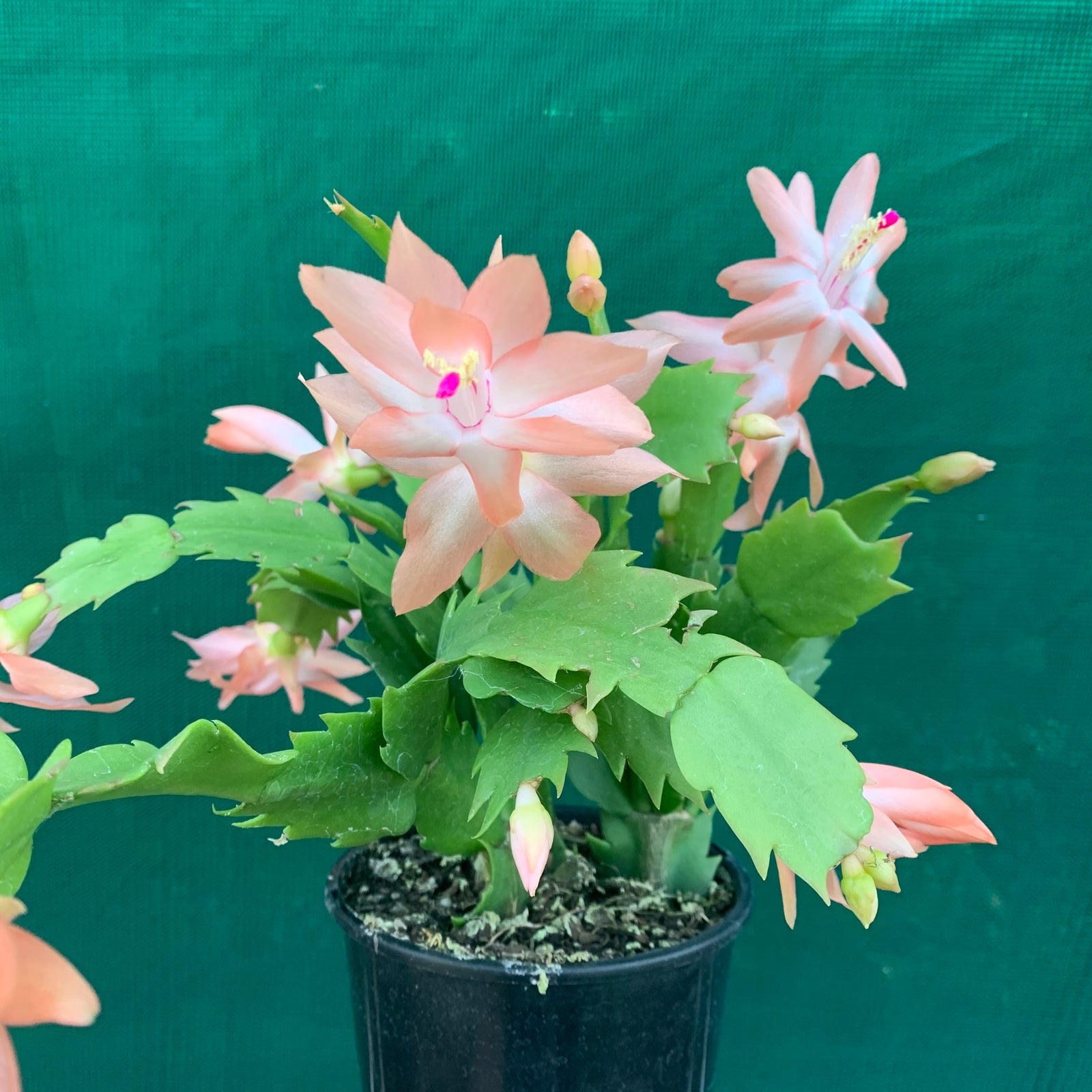 Zygocactus Christmas Delight