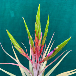 Tillandsia - Redy ex. OM