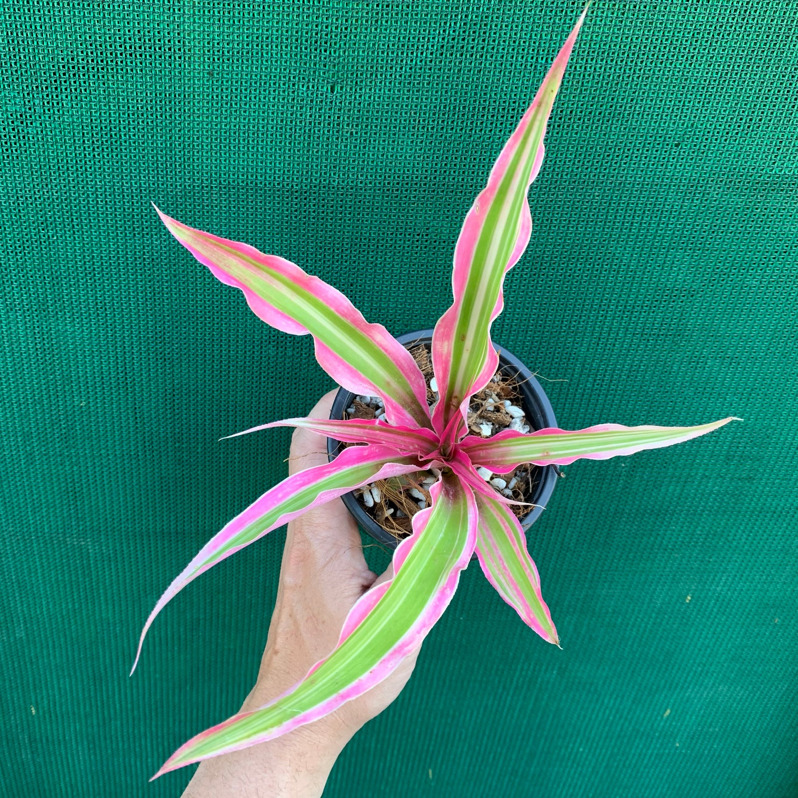 Cryptanthus - Rainbow Star