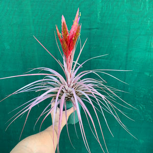 Tillandsia - Dimmitt’s Talent