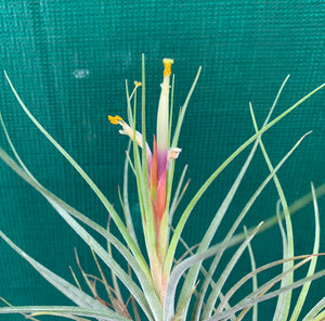 Tillandsia - x rectifolia