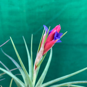 Tillandsia - Winkleri ex. PT