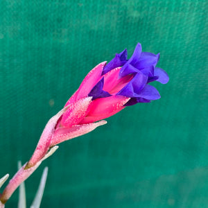 Tillandsia - Aeranthos Small Purple ex. Germany