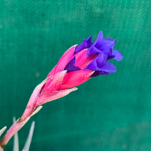 Tillandsia - aeranthos Small Purple ex. Germany