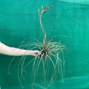 Tillandsia - aff. botterii ex PT NEW