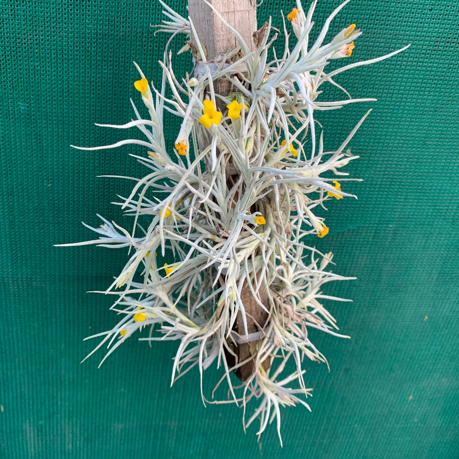 Tillandsia - Old Man’s Gold (Fragrant)