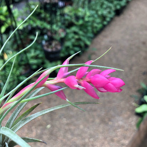Tillandsia - stricta 'Bak' ex. CC