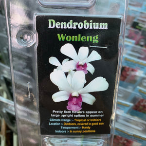 Orchid - Dendrobium ‘Wonleng’