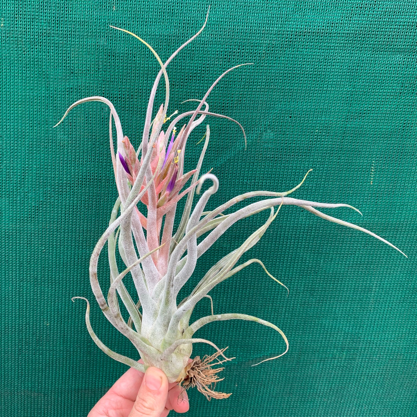 Tillandsia - Ty