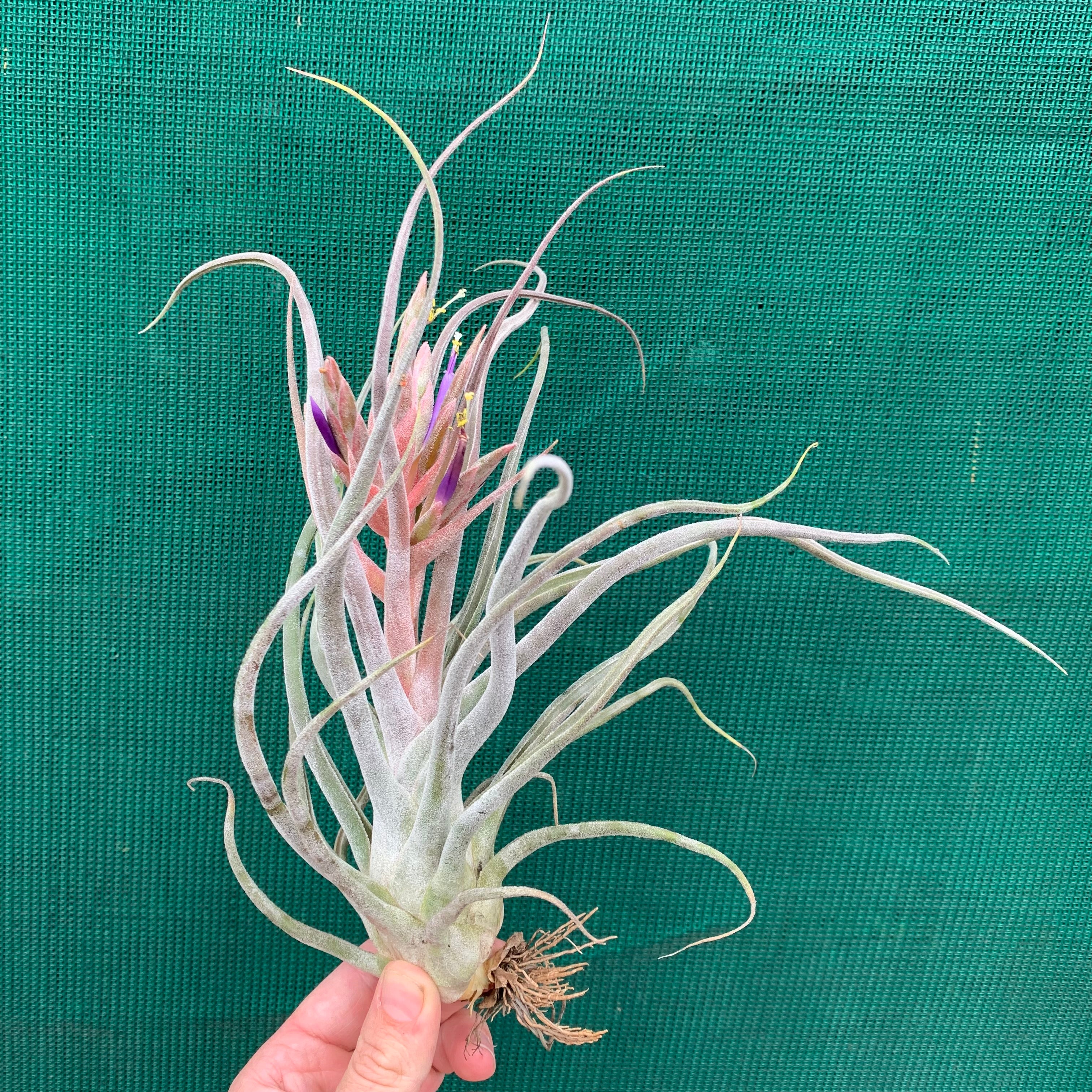 Tillandsia - Ty - Air Plant Decor