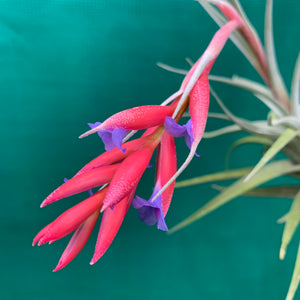 Tillandsia - subsecundifolia x aeranthos Purple ex. PT
