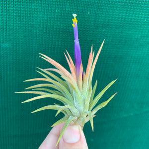 Tillandsia - ionantha ‘Tall Orange’ ex. BD