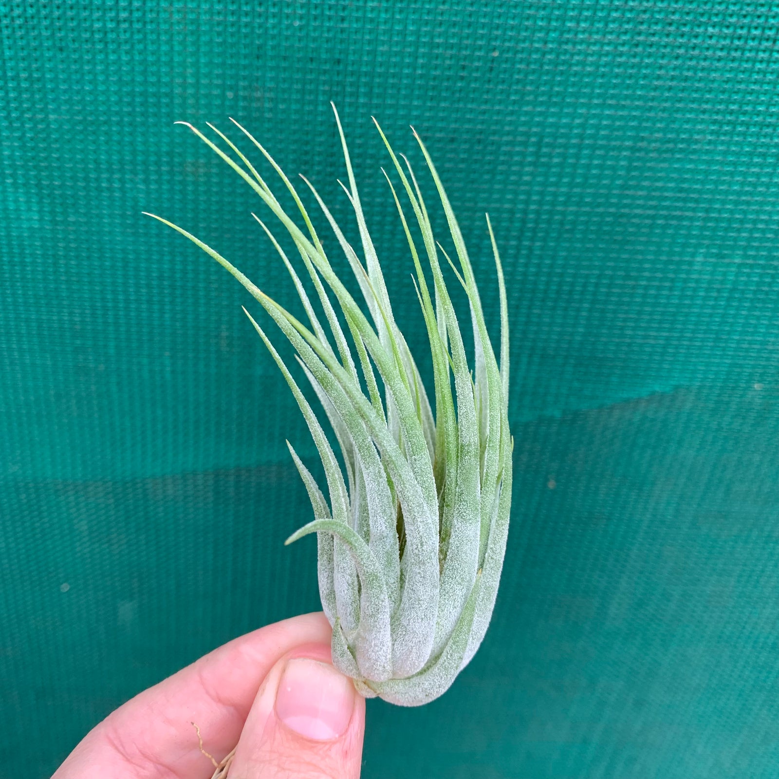 Tillandsia - scaposa ex. CC