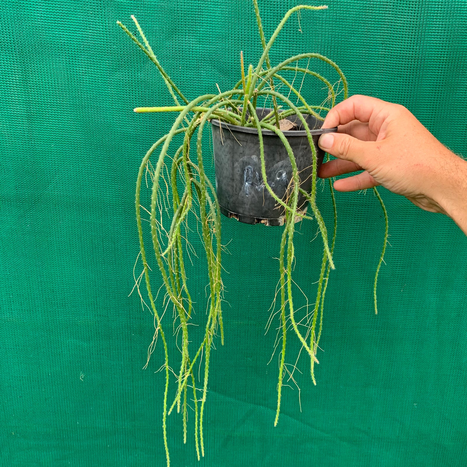 Rhipsalis baccifera f. Saxicola - R45