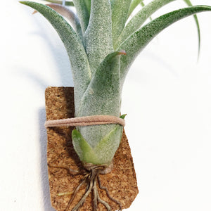 Tillandsia - Leopard