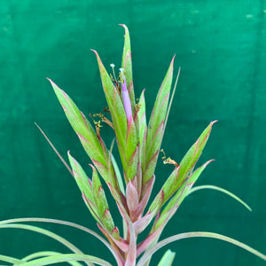 Tillandsia - concolor x streptophylla ? RFI NEW