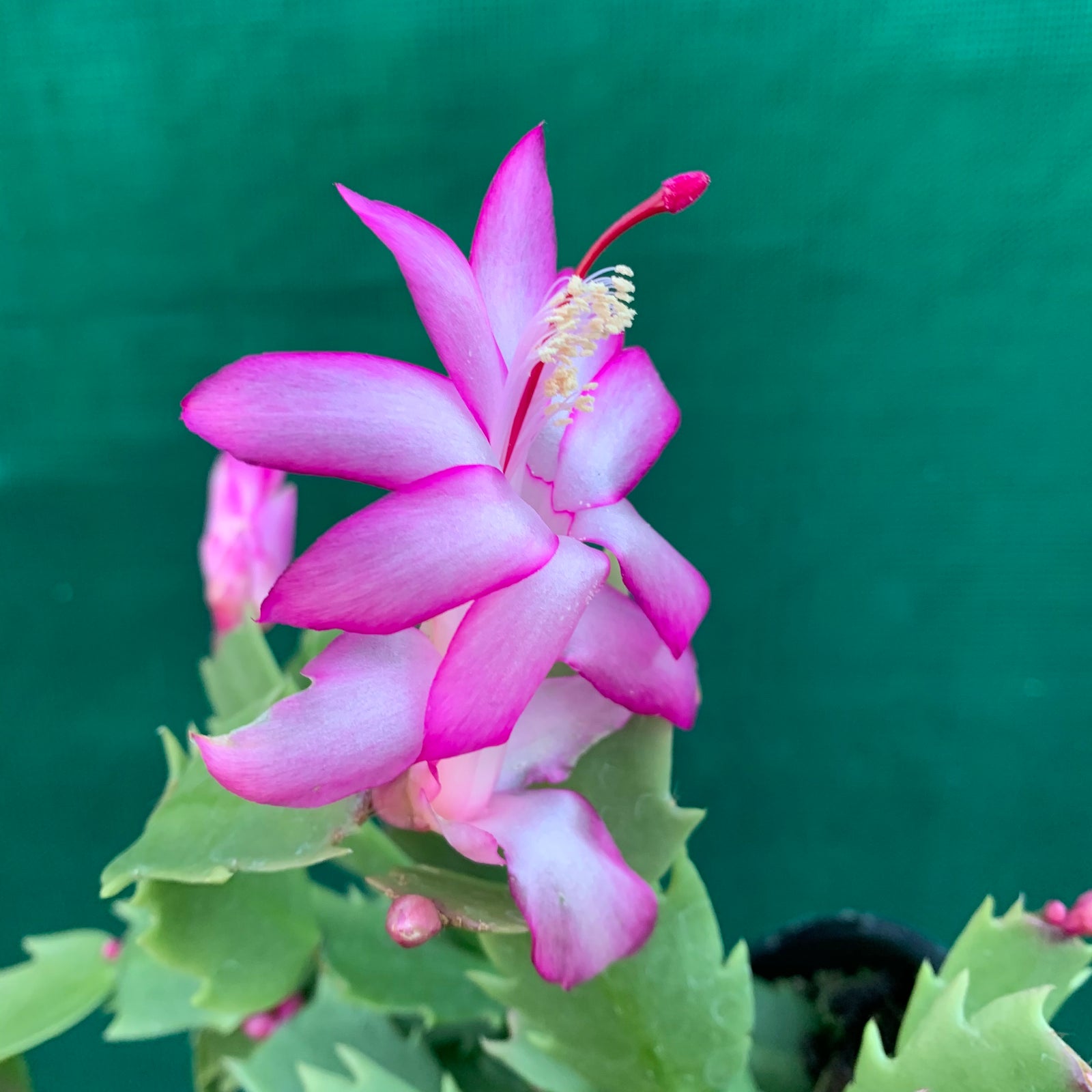 Zygocactus Carolyne