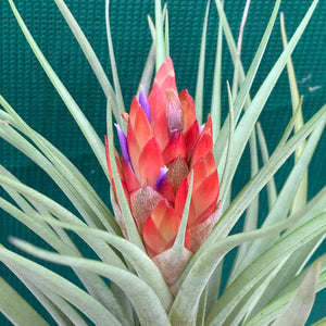 Tillandsia - Hal’s Nidus