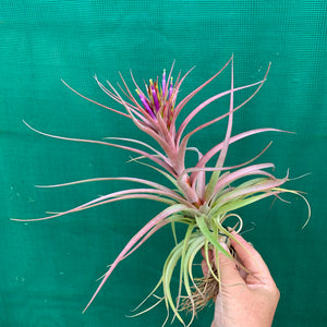 Tillandsia - Sparkler ex. NR