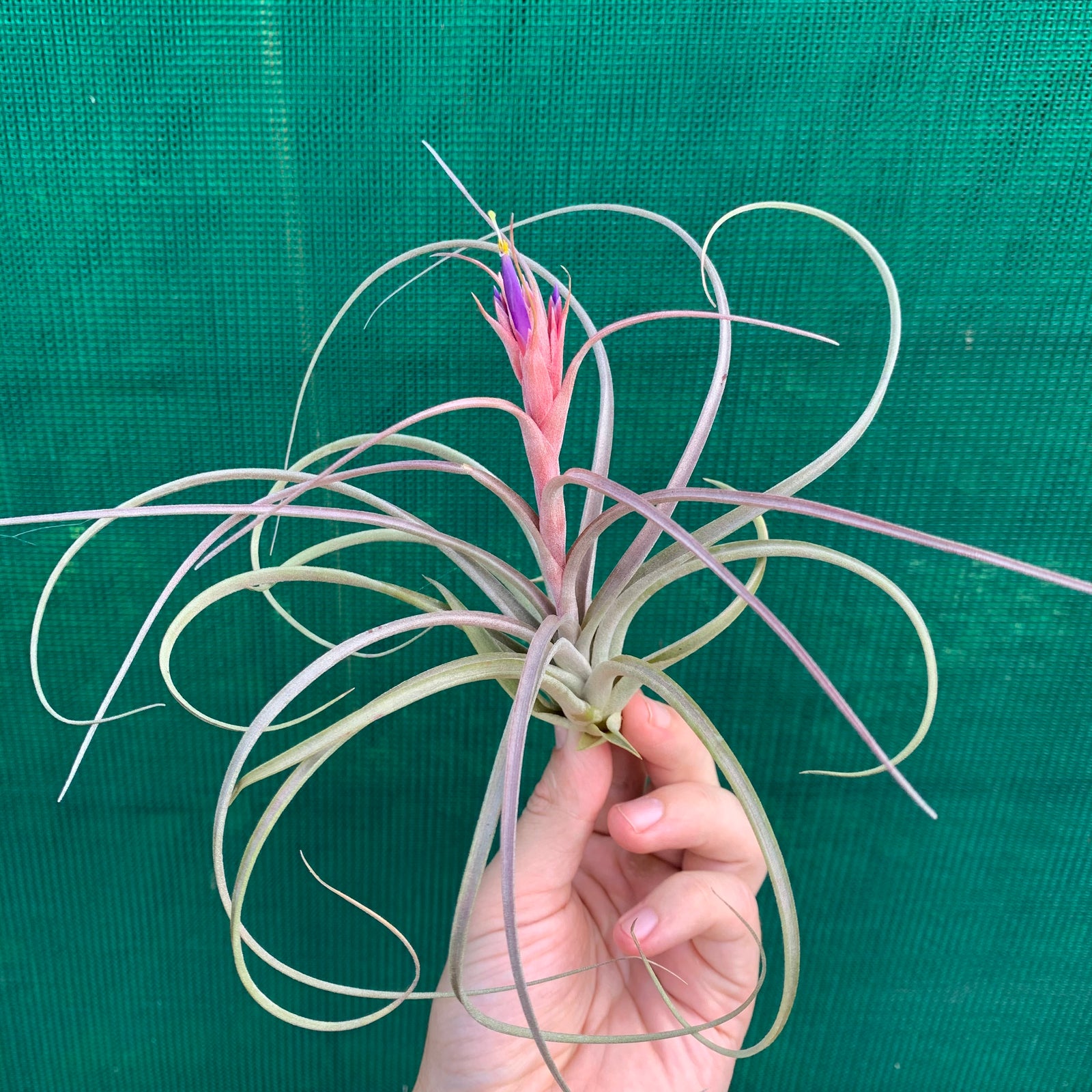 Tillandsia - Jes